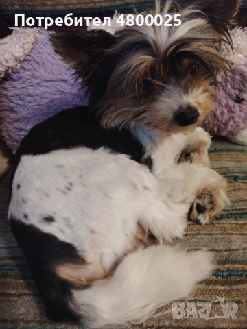  Бивер Йоркширски териер , снимка 2 - Йоркширски териер - 54237083