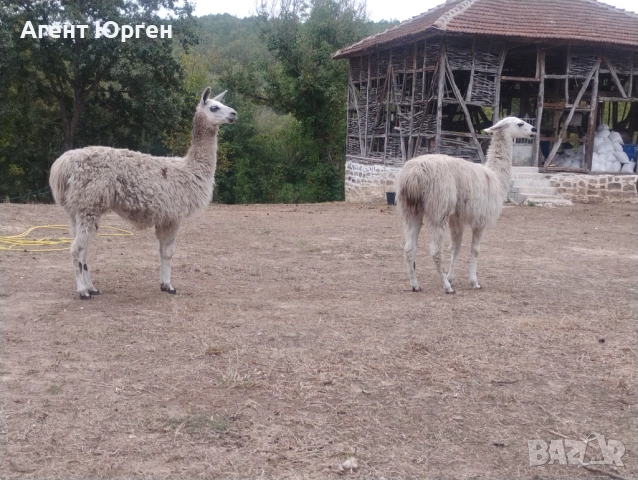 Алпака , снимка 5 - Други - 51936837
