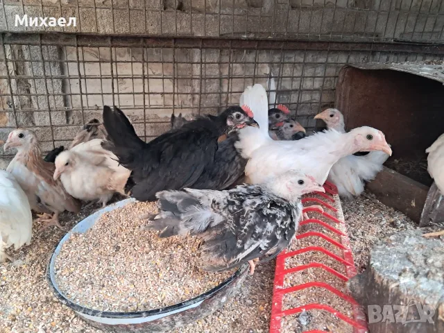 Шабо на различни възраст, снимка 7 - Кокошки и пуйки - 55905015