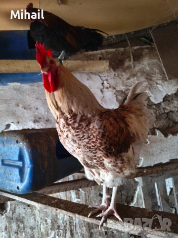 Продавам петли