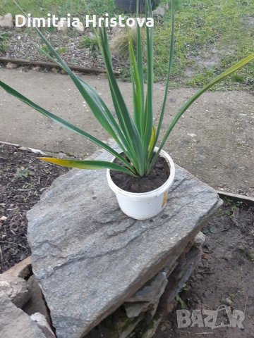 Промоция /Юка градинска, снимка 4 - Градински цветя и растения - 35297697
