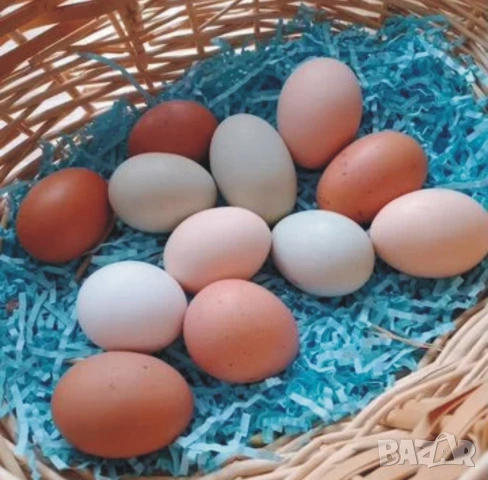 оплодени и проверени Яйца АМРОК -Разплодни яйца за люпене от кокошки породата Амрок, снимка 8 - Кокошки и пуйки - 54196528