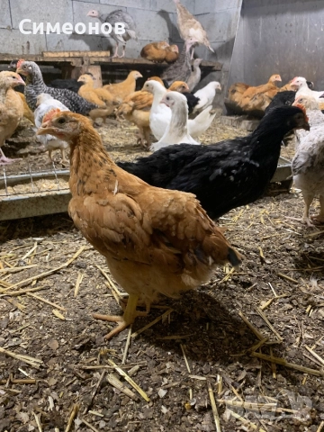 Пилета крастоска, снимка 1