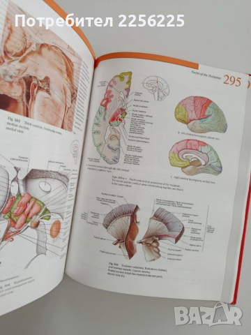 Атлас по човешка анатомия ( том-1) Глава,врат,горен крайник, снимка 3 - Енциклопедии, справочници - 52470968