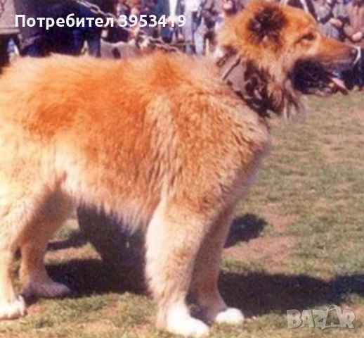 каракачански кученца със доказан произход, снимка 13 - Каракачанска овчарка - 52579680