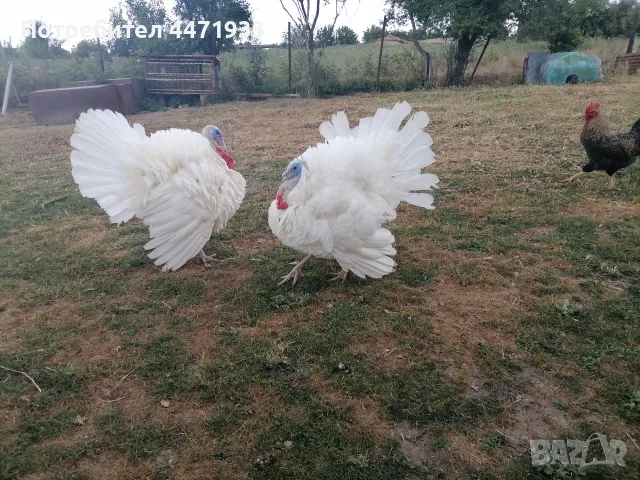 Пуяци и гъски!! , снимка 3 - Кокошки и пуйки - 56148875