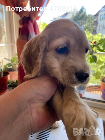 Кокер шпаньол английски момче 2 ваксини, снимка 4 - Кокер шпаньол - 54330722