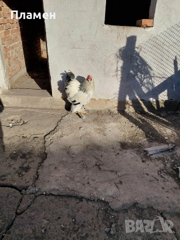 Продавам петел , Брама , снимка 3 - други­ - 54328081