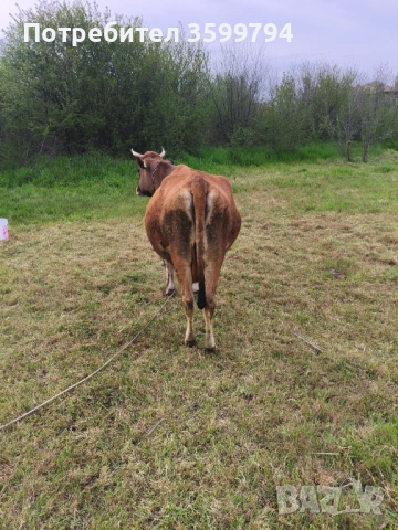Продавам крава БРГ , снимка 3 - Крави - 54307936
