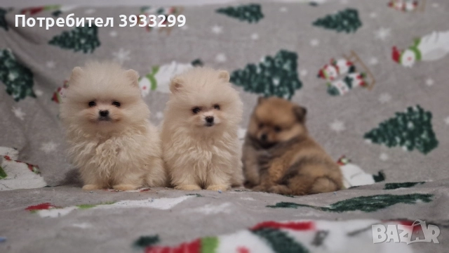 Померан мини померанчета чисто бели, снимка 5 - Померан - 52328942