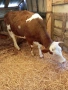 Продавам четири крави и четири телета,, снимка 5