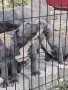 Американско Були / American Bully, снимка 4