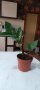 Замиокулкас-дървото на желанията, снимка 1 - Стайни растения - 40765924