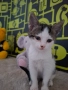 Мъжко котенце на 2,5месеца, снимка 6