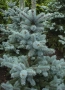 Сребрист смърч, Picea pungens 'Misty Blue', снимка 4