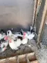 Декоративни кокошки ШАБО, снимка 6