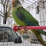 продавам папагали барабанди, снимка 1