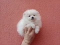 Мъжки бял Померан. Реални снимки от 01.02.26 г. , снимка 1