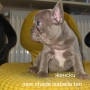 Френски булдог търси дом 🐾 Малки френски булдочета на 40 дни търсят своето  ново  семейство. , снимка 4