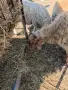 Продавам коза и овце, снимка 6
