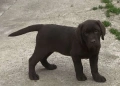 Шоколадов лабрадор, снимка 1