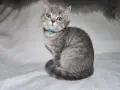 Чистокръвни британски котенца, снимка 2