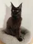 Мейн-куун котка, снимка 4
