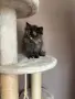 Персийски котенца , снимка 8