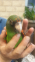 Продавам Жардина (Конгоански папагал), снимка 4