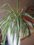 Хлорофитум /зелена лилия/, снимка 3