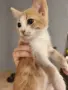 ПОДАРЯВАМЕ котенца, снимка 2