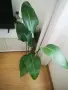Живо растение Стрелиция Николай – 100 см + декоративна кашпа, снимка 3