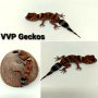 Австралийски гекон / Underwoodisaurus mili, снимка 1 - Гекон - 42266347
