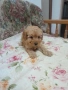 Продавам мини пудел, снимка 3