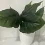 Изкуствено растение Cozevdnt в саксия ново, зелено, снимка 11