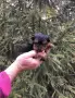 СУПЕР МИНИ ЙОРКИ Доставка Женско, снимка 1