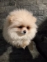 Померан , снимка 1