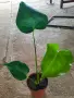 Monstera deliciosa , снимка 3