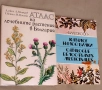 Атлас на лечебните растения в България . Каталог на 100 билки Стоян Й. Стоянов, снимка 1