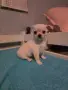Чихуахуа момчета, снимка 3
