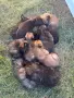 Чистокръвна Белгийска овчарка - Малиноа , снимка 1