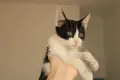 Мая СПЕШНО търси дом, снимка 1