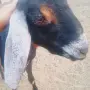 Чистопородно англонубийско яре на 3.м, снимка 3