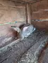 Зайци Великан и Чинчила, снимка 3