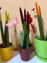 Растения от вида сансевиера (Sansevieria cylindrica 'Velvet Touchz') 20/30см., снимка 3