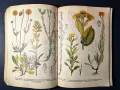 Стара Книга Разпознаване и Събиране на Билки / Борис Китанов, снимка 8