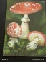 Старо календарче серия диви гъби за КОЛЕКЦИЯ ДЕКОРАЦИЯ 35340, снимка 2