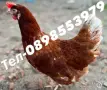 🐔Налични Носачки За Яйца 🥚, снимка 3