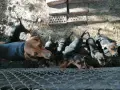 БАЛКАНСКИ ГОНЧЕТА, снимка 7