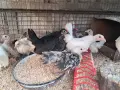 Шабо на различни възраст, снимка 7